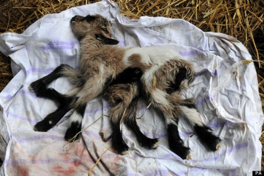 Chú dê 8 chân Octogoat không thể đi đứng. Ảnh: Incrediblethings