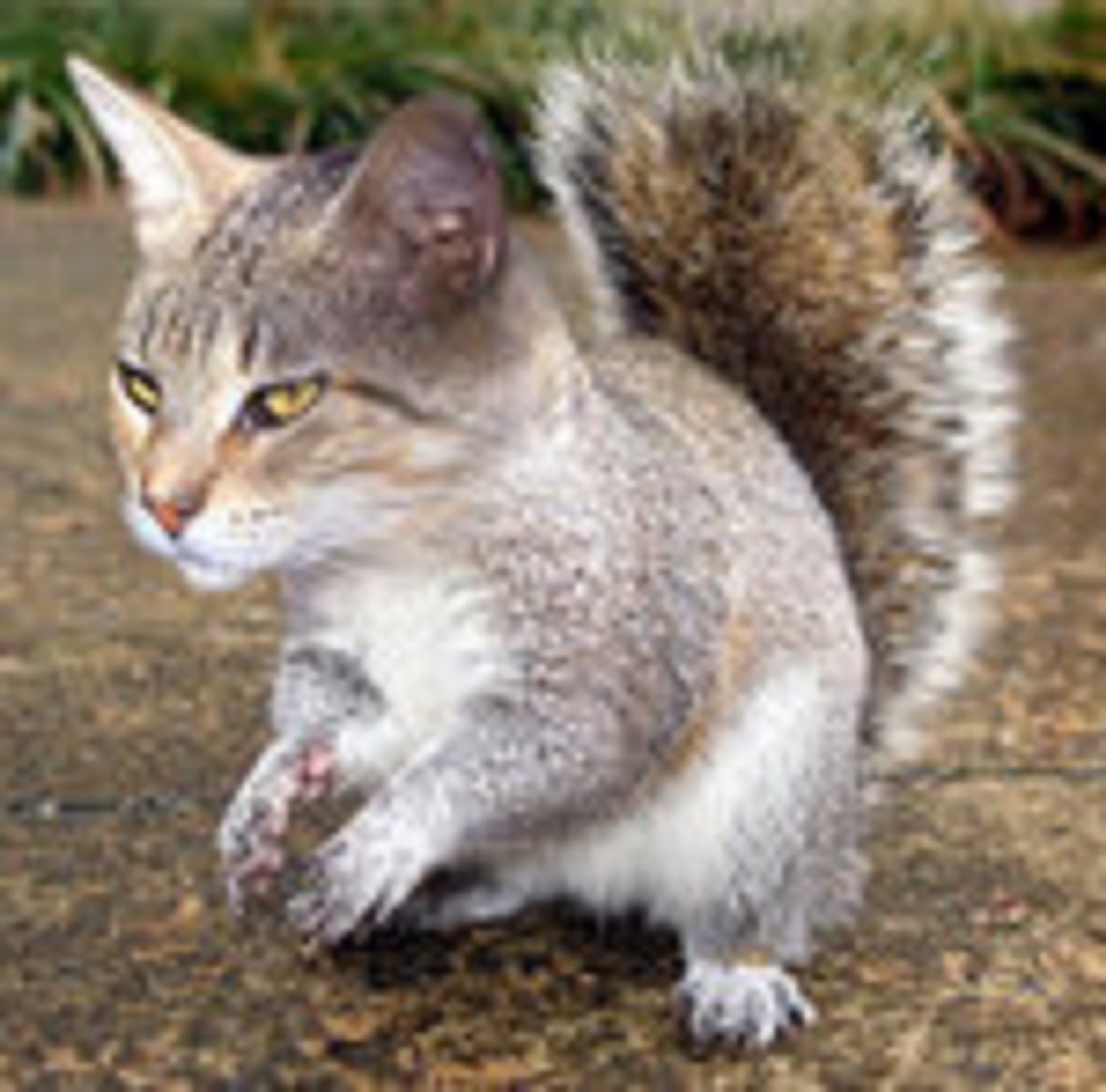 Squitten trông giống con lai giữa mèo và sóc. Ảnh: Naiveamoeba