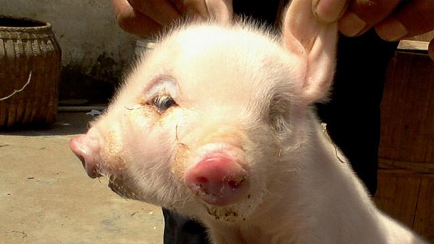 Rudy là một con heo hai đầu, hai mõm, hai tai và 3 mắt. Ảnh: Listverse