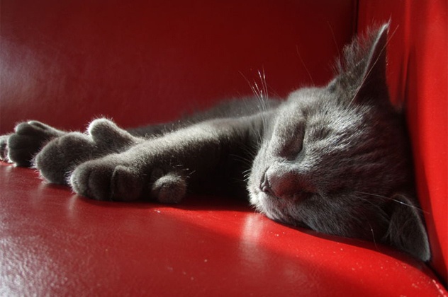 Mỗi bàn chân của mèo Jake có 7 ngón. Ảnh: Stale Johnsen