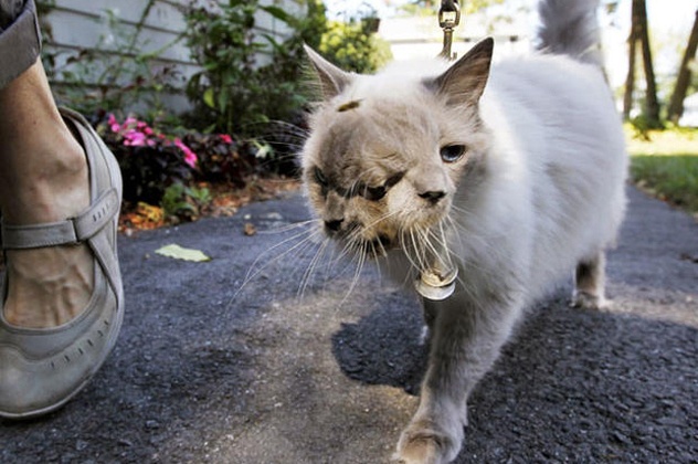 Nhung dong vat co than hinh ky quai vi bien di (ky 2) hinh anh