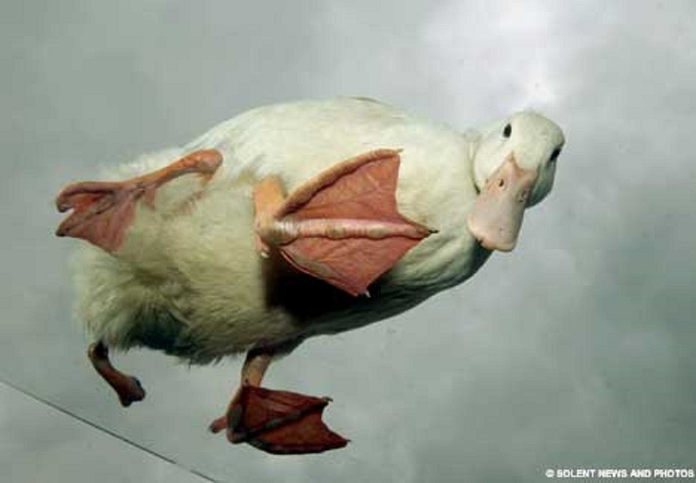 Chú vịt Stumpy có 4 chân. Ảnh: Daily Mail