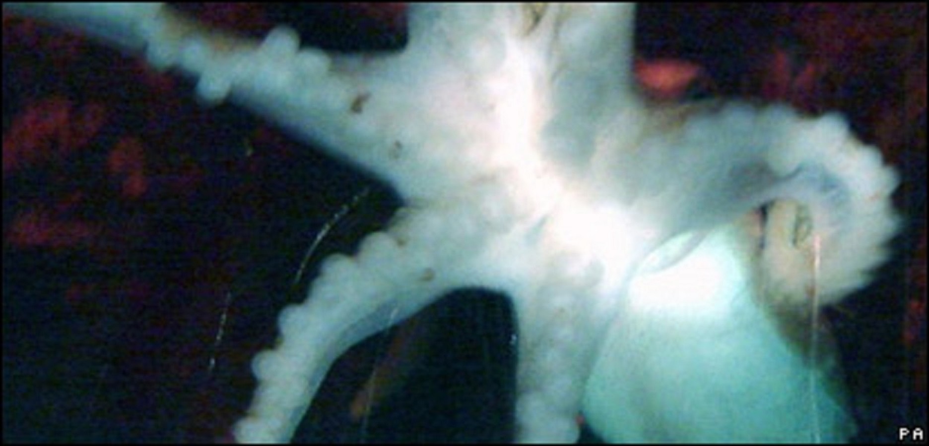 Người ta chỉ phát hiện Henry có 6 xúc tu khi nó bám vào thành bể kính. Ảnh: bbc