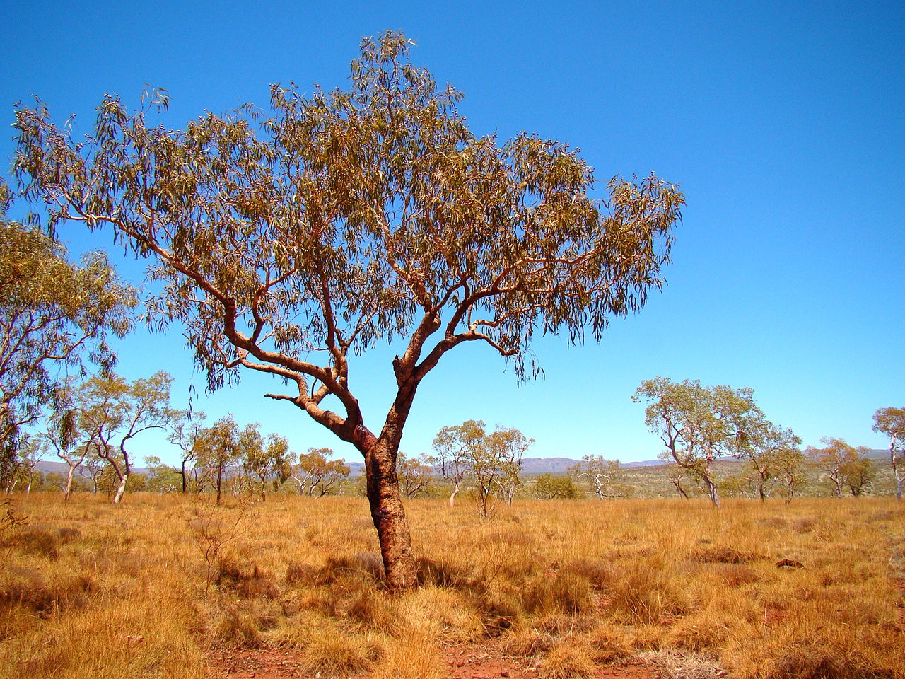 Khi trưởng thành, loài cây này có chiều cao khoảng từ 12-18 m. Thân cây có vỏ nâu, sần sùi, hoa màu vàng, tán cây tỏa hình chiếc dù.