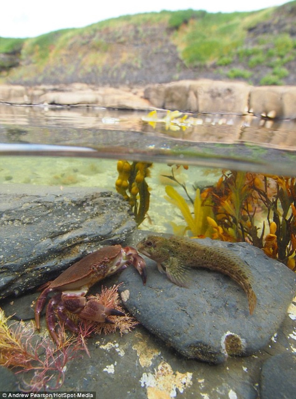 Nhà sinh học biển người Anh Andrew Pearson, 32 tuổi, đã ghi lại những bức ảnh thú vị trong quá trình nghiên cứu vùng biển ở hạt Cornwall và hạt Dorset, Anh. Pearson khéo léo đưa hình ảnh trên và dưới mặt nước vào những bức hình tuyệt đẹp.