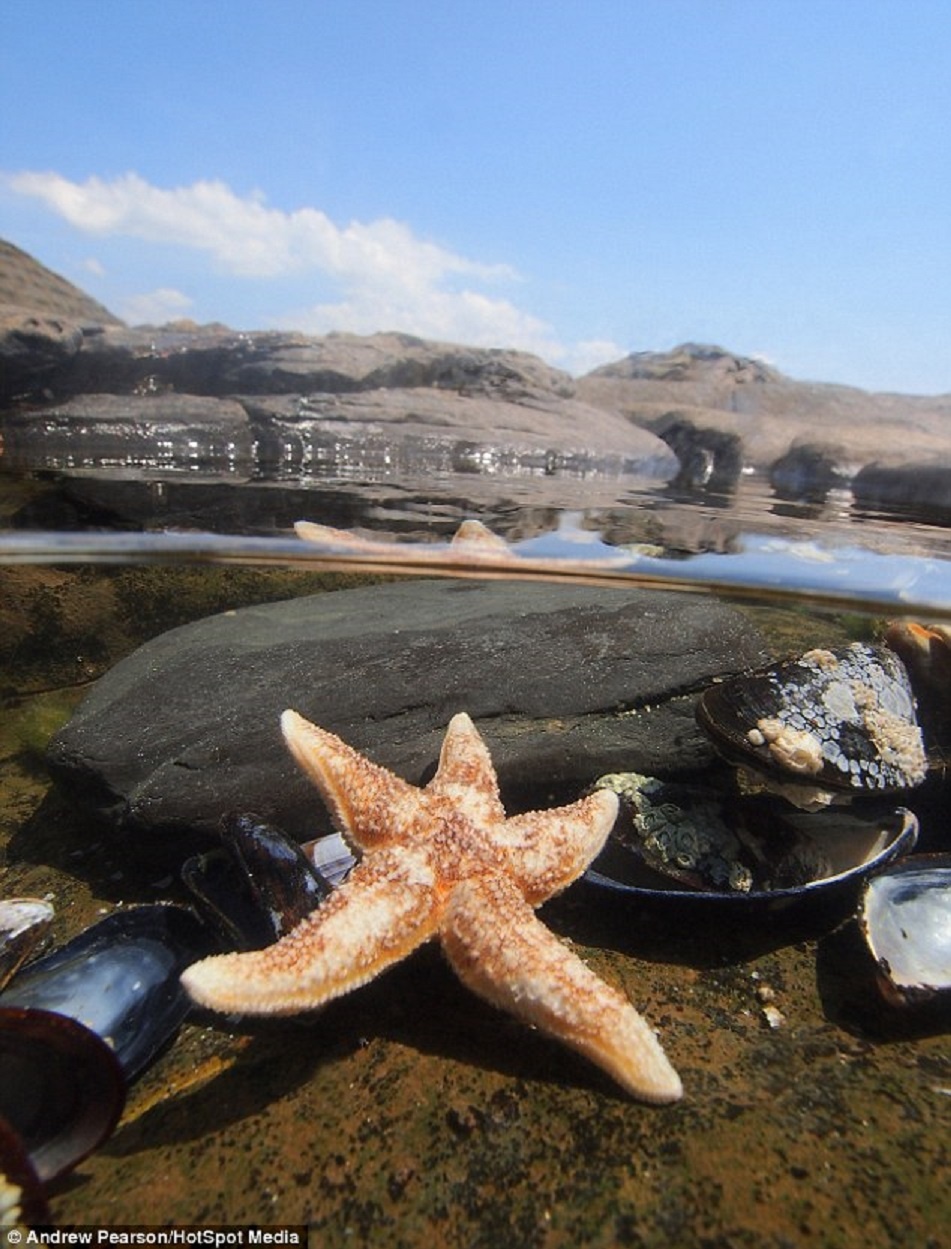 Bức ảnh chụp một con sao biển gần đảo Purbeck, hạt Dorset. Pearson cho biết anh muốn ghi lại những hình ảnh độc đáo về cuộc sống trên và dưới mặt nước.