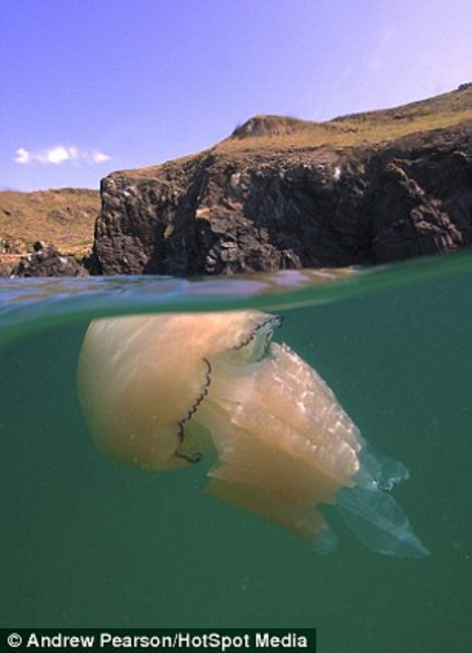Một chú sứa xinh đẹp bơi gần mặt nước ở vịnh Kimmeridge, hạt Dorset.