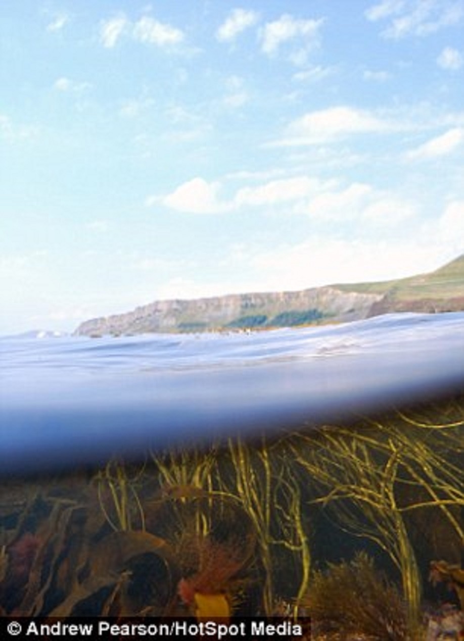 Cỏ biển di chuyển theo mực nước. Anh cho biết: “Sinh vật biển ở Anh rất đa dạng và chúng ta cần bảo vệ chúng”.