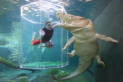 Ngam ca sau khong lo qua long mica hinh anh