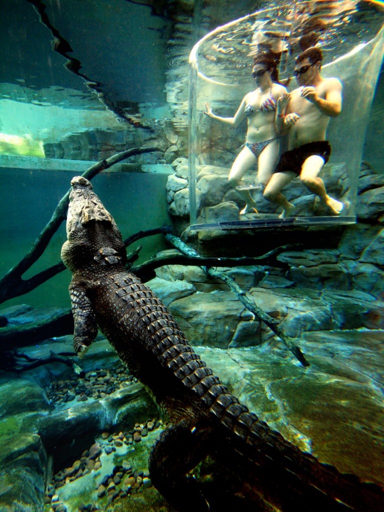 Ngoài  ra, Crocosaurus Cove còn là ngôi nhà cho loài cá kiếm, cá đuối nước ngọt, rùa biển và các loài bò sát Úc.