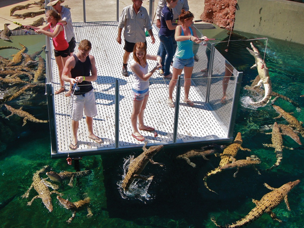 Crocosaurus Cove còn có một nơi dành cho du khách muốn câu cá, nơi những con cá  sấu nhỏ được cho ăn bằng những cây gậy dài.