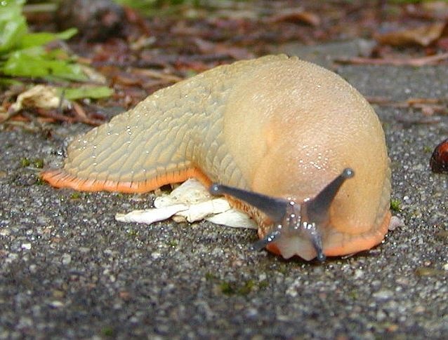 Sen khong lo an thit xam nhap nuoc Anh hinh anh