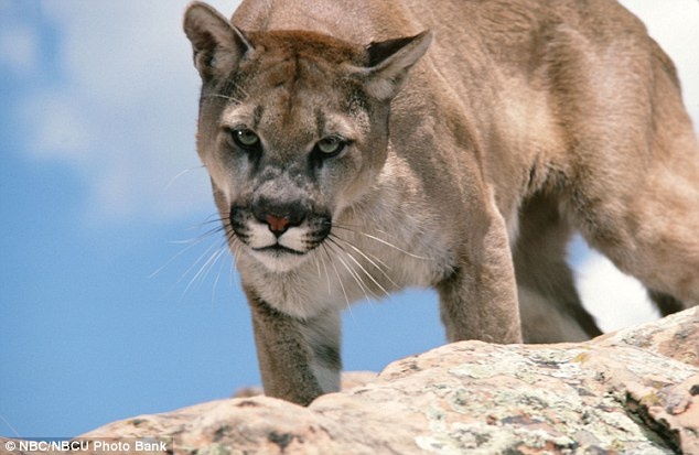 Dang di dao, be 6 tuoi bi su tu nui vo truoc mat bo me hinh anh