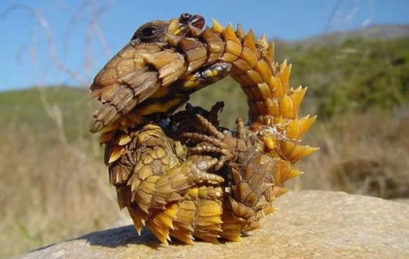 Thằn lằn quỷ gai (Tên khoa học: Moloch Horridus), một loài thằn lằn ở Úc. Nó còn có tên gọi khác là thằn lằn gai, rồng gai hay thằn lằn Moloch. Chúng có thân mình gai góc mà một cái “đầu giả” để đánh lạc hướng kẻ săn mồi. Chúng là loài giỏi ngụy trang trên sa mạc với màu nâu giống như cát. 