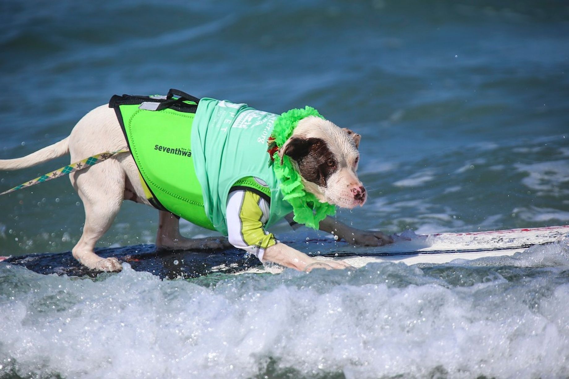 Nhiều giống chó có hình dạng và kích cỡ khác nhau cùng góp mặt trong cuộc thi.