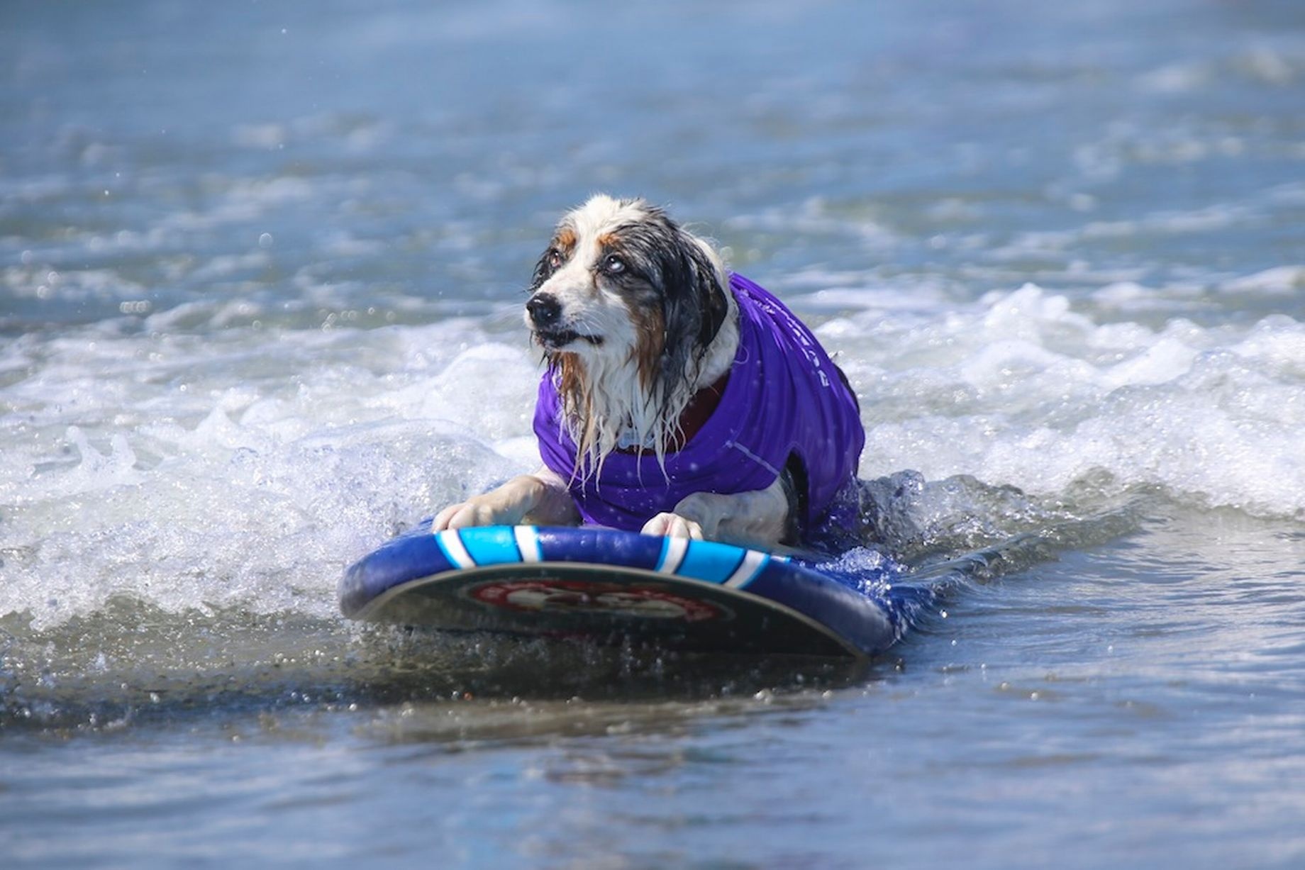 Dù cảnh báo có bão, các vận động viên bốn chân vẫn được đưa đến hội đồng để tham dự cuộc thi.