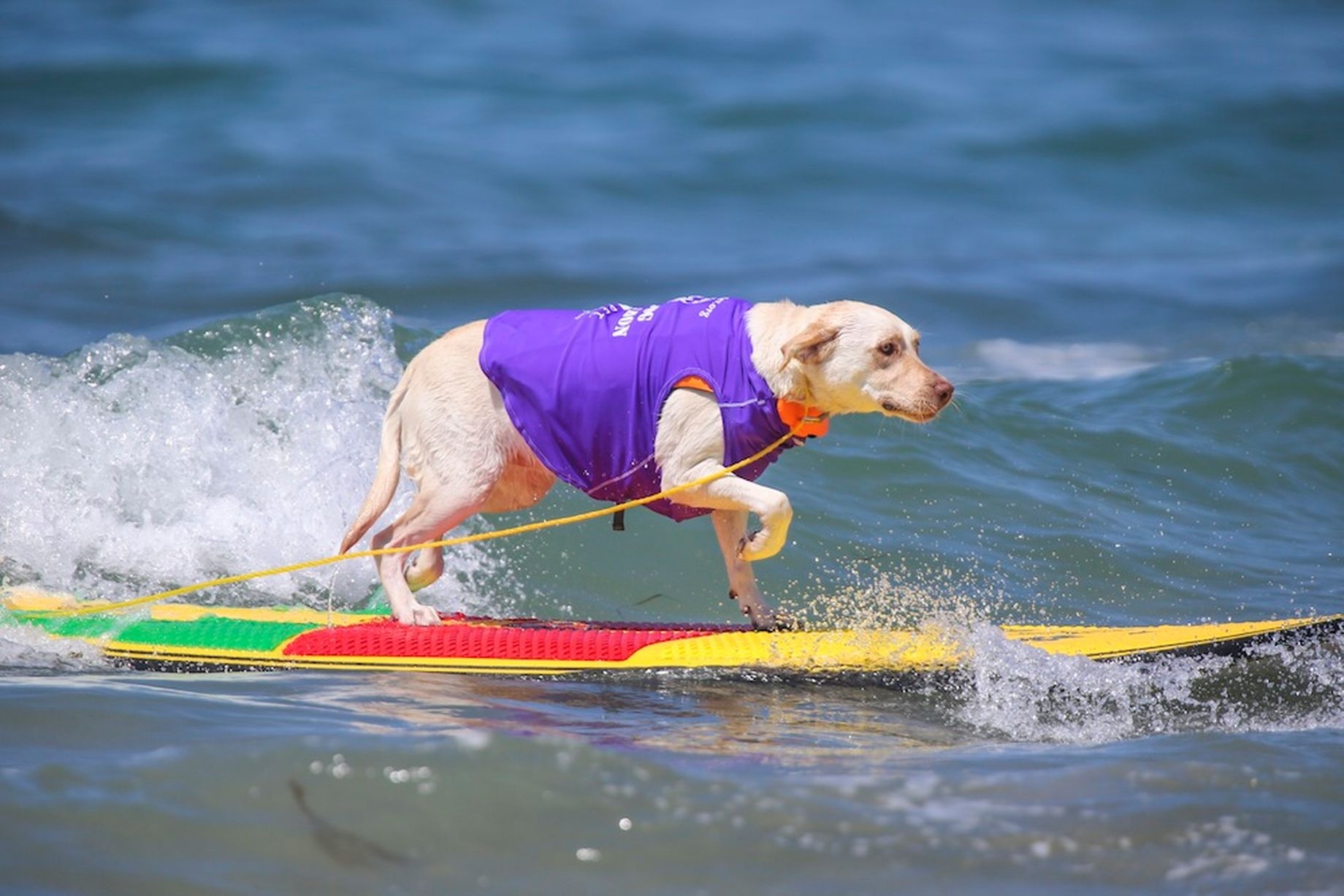 Một chú chó Bull Anh, Dozer,8 tuổi, đã giành chiến thắng. Dozer là chú chó lướt sóng xuất sắc chiến thắng cuộc thi mùa thứ hai hàng năm.