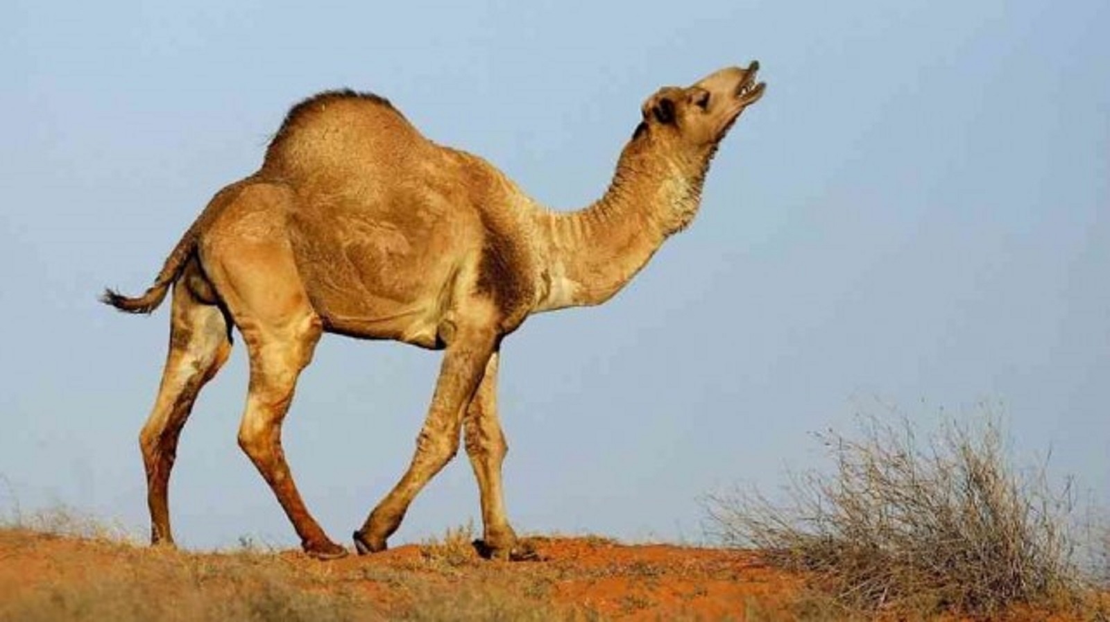 thủ lĩnh bộ lạc Thaglib giết chết một con lạc đà của người dân bộ lạc Bakr dẫn đến chiến tranh. Ảnh: Toptenz