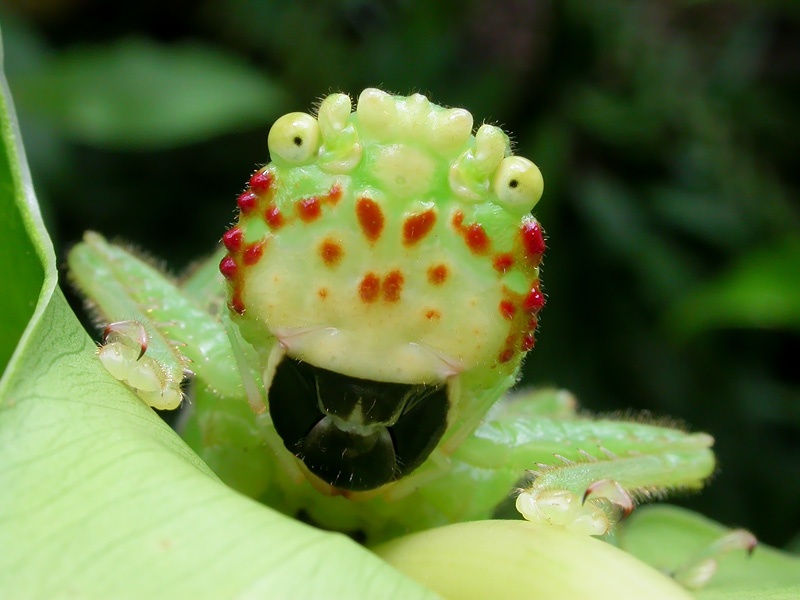 Kha nang bat moi dang so cua sau buom Hawaii hinh anh