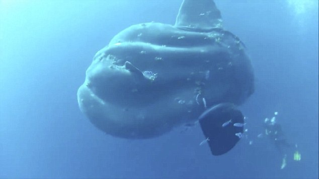 Cham tran quai vat dai duong giua Dia Trung Hai hinh anh