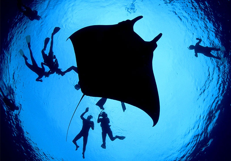 Ca duoi khong lo cau cuu tho lan giua dai duong hinh anh