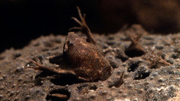 Ech con chao doi tu lung me hinh anh