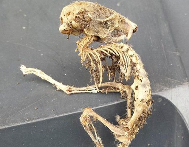 Phat hien bo xuong cua sinh vat ky quai hinh anh