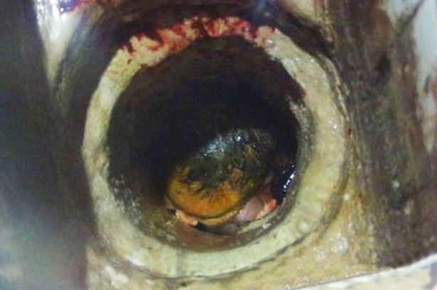 Qua trinh giai cuu be so sinh trong ong toilet hinh anh