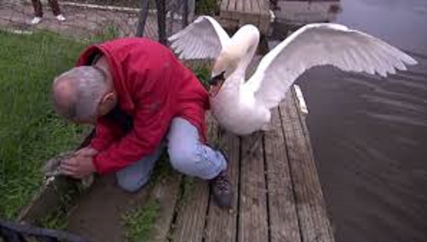 Thien nga gian giu tan cong nguoi giai cuu con hinh anh
