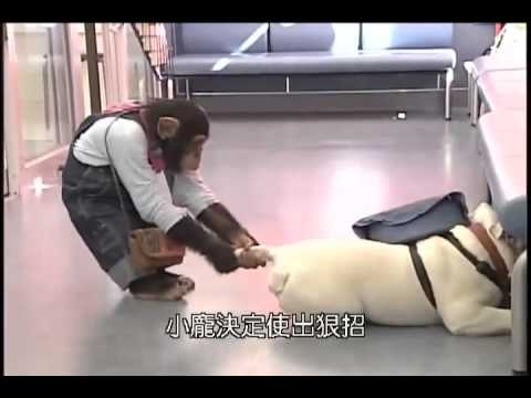 Khi dan cho di choi hinh anh