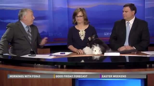 Su co hai huoc tren truyen hinh hinh anh