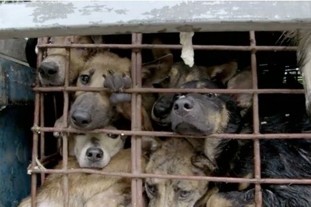 Chuyen tong gao vao da day cho o Viet Nam len bao Anh hinh anh