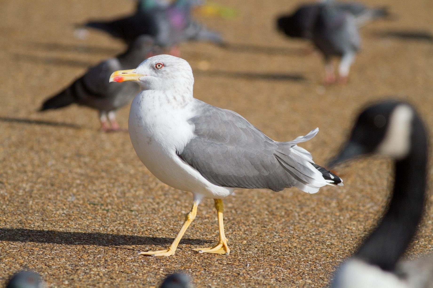 Một con mòng biển tiến tới gần những con chim bồ câu để chờ cơ hội.