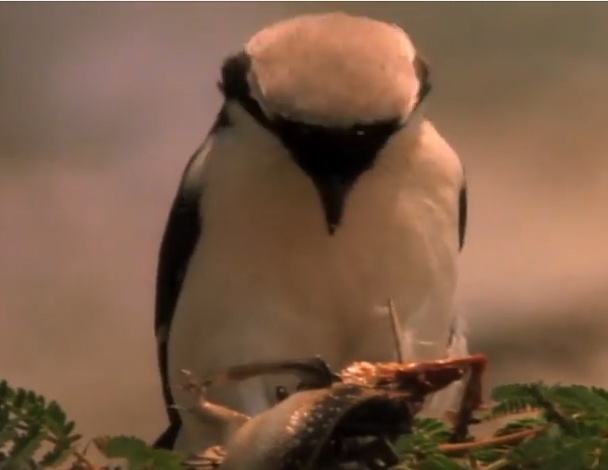 Chim gam moi vao gai nhon de xoi thit hinh anh