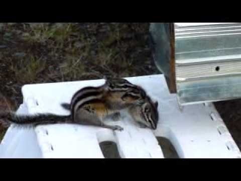 Khi soc chuot dua con len chuong hinh anh