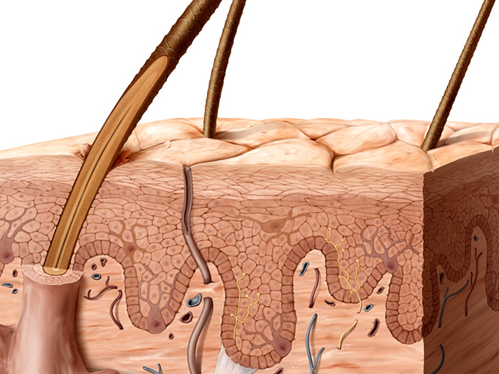 Ảnh minh họa: galleryhip.com