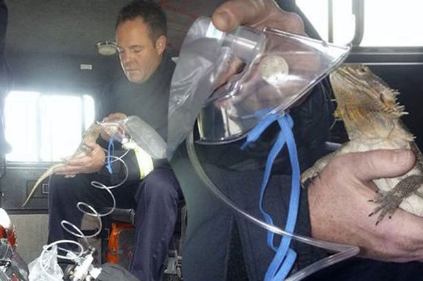 Nhan vien cuu hoa Anh giup ca than lan trong hoa hoan hinh anh