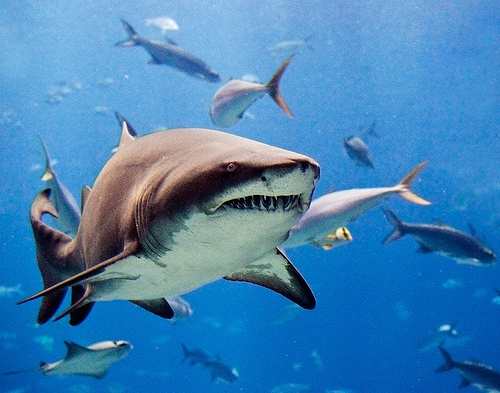 Dai tiec cua ca map tai bo bien My hinh anh