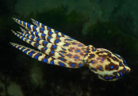 Bach tuoc nhan xanh bat moi hinh anh