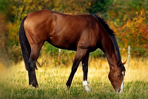 Ca lang deu co long tu trong hinh anh