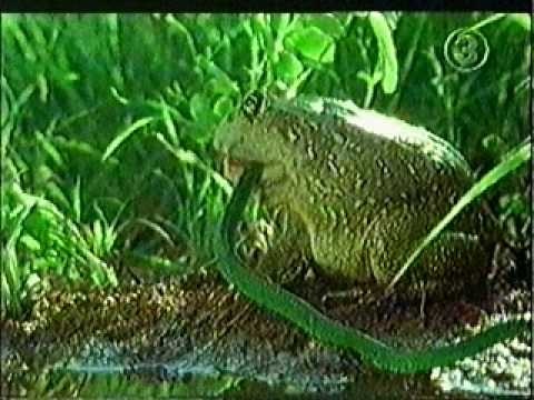 Ech nuot chung ran hinh anh