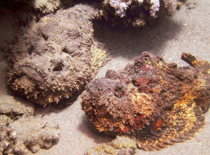 -	Cá mặt quỷ (Synanceia), hay còn gọi là cá mang ếch, cá mao ếch, là một chi cá thuộc họ mao mặt quỷ. Chúng là một loài cá có bề ngoài to, xù xì và rất độc. Người ta gọi loài này là “chúa tể nọc độc” dưới đáy đại dương. Cá mặt quỷ có 13 tia vây lưng chứa độc tố và độc có thể tồn tại nhiều ngày sau khi cá chết. Khi đâm vào thịt nạn nhân, độc tố sẽ tác động trực tiếp đến hệ cơ vận động, hệ thần kinh và hệ cơ trơn của tim ở người. Tuy nhiên, nếu được chế biến đúng cách, đây là món ăn khoái khẩu của nhiều người với vị giòn, ngọt, giúp tuần hoàn máu tốt, giảm nguy cơ mắc bệnh tim và đột quỵ