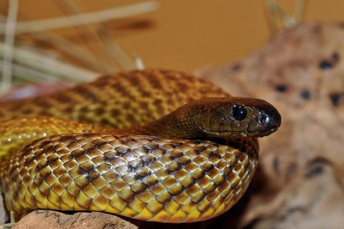 Loài rắn này sống ở Úc. Chúng là loài rắn độc nhất thế giới. Loài rắn này thuộc họ Rắn hổ (Elapidae),chúng có màu nâu đậm hoặc xanh đậm, chiều dài từ 1,8m cho đến 2,5m.  Tuy nhiên, chưa có tài liệu nào báo cáo về vụ tử vong liên quan đến  loài rắn này