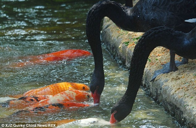 Thien nga den mom moi cho ca chep hinh anh