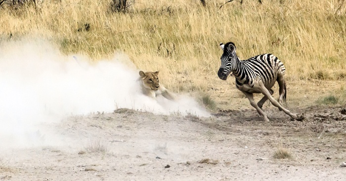 Su tu duoi va ha guc ngua van hinh anh