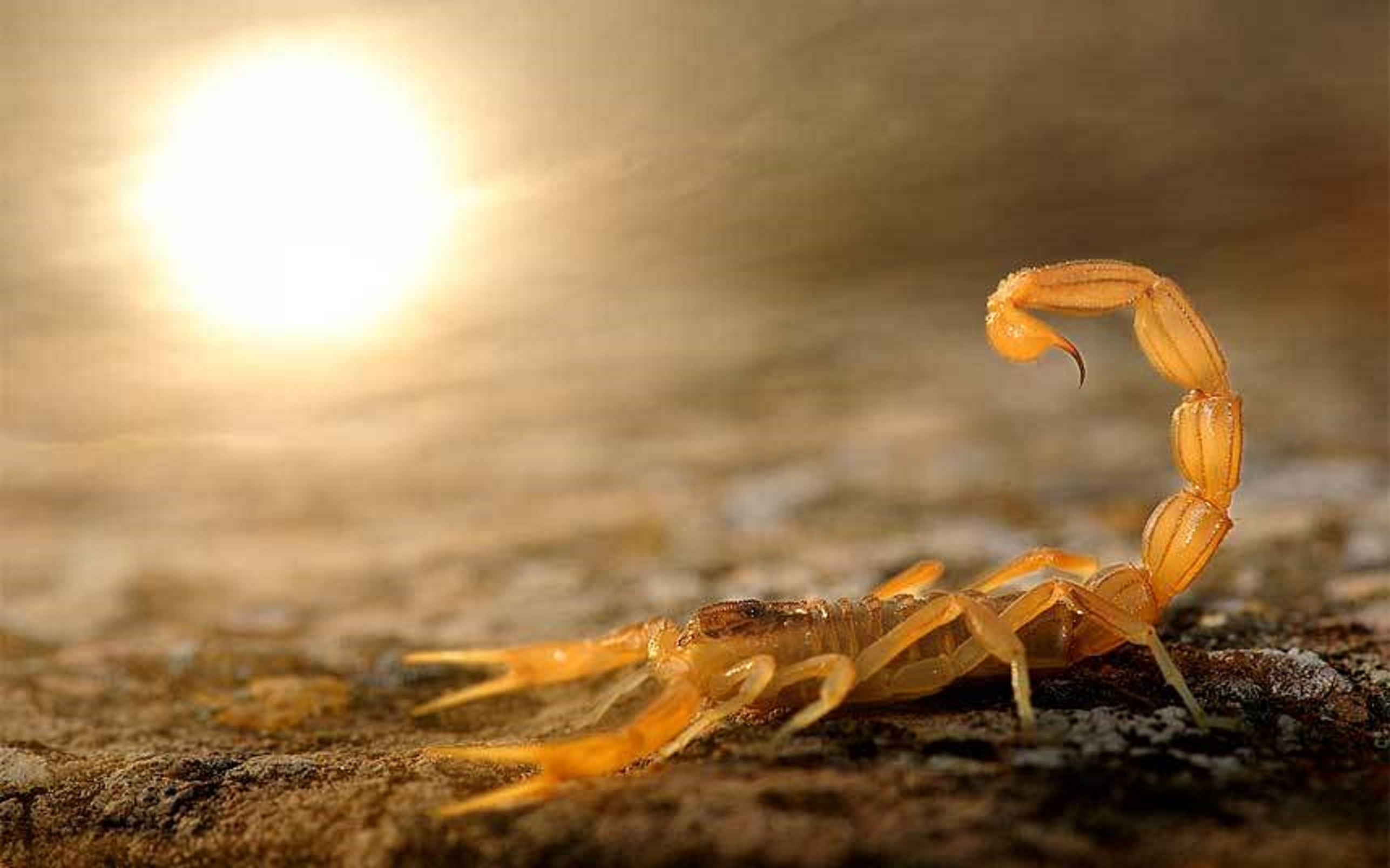 Anh the gioi hoang da dep nhat nam 2014 hinh anh