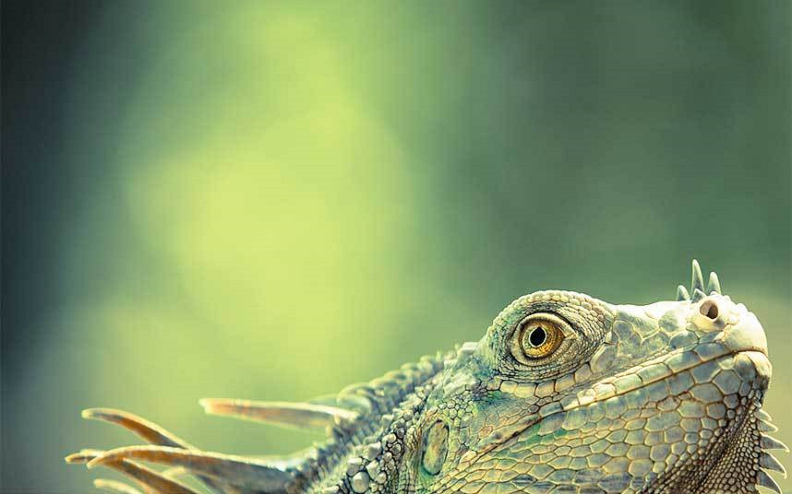 Will Jenkins chụp lại bức ảnh “Rồng xanh” trong một chuyến nghỉ mát cùng gia đình ở Costa Rica. Jenkins lựa chọn góc kính rộng để làm nổi bật hình ảnh con ỳ nhông và tạo điểm nhấn ở mắt nó.