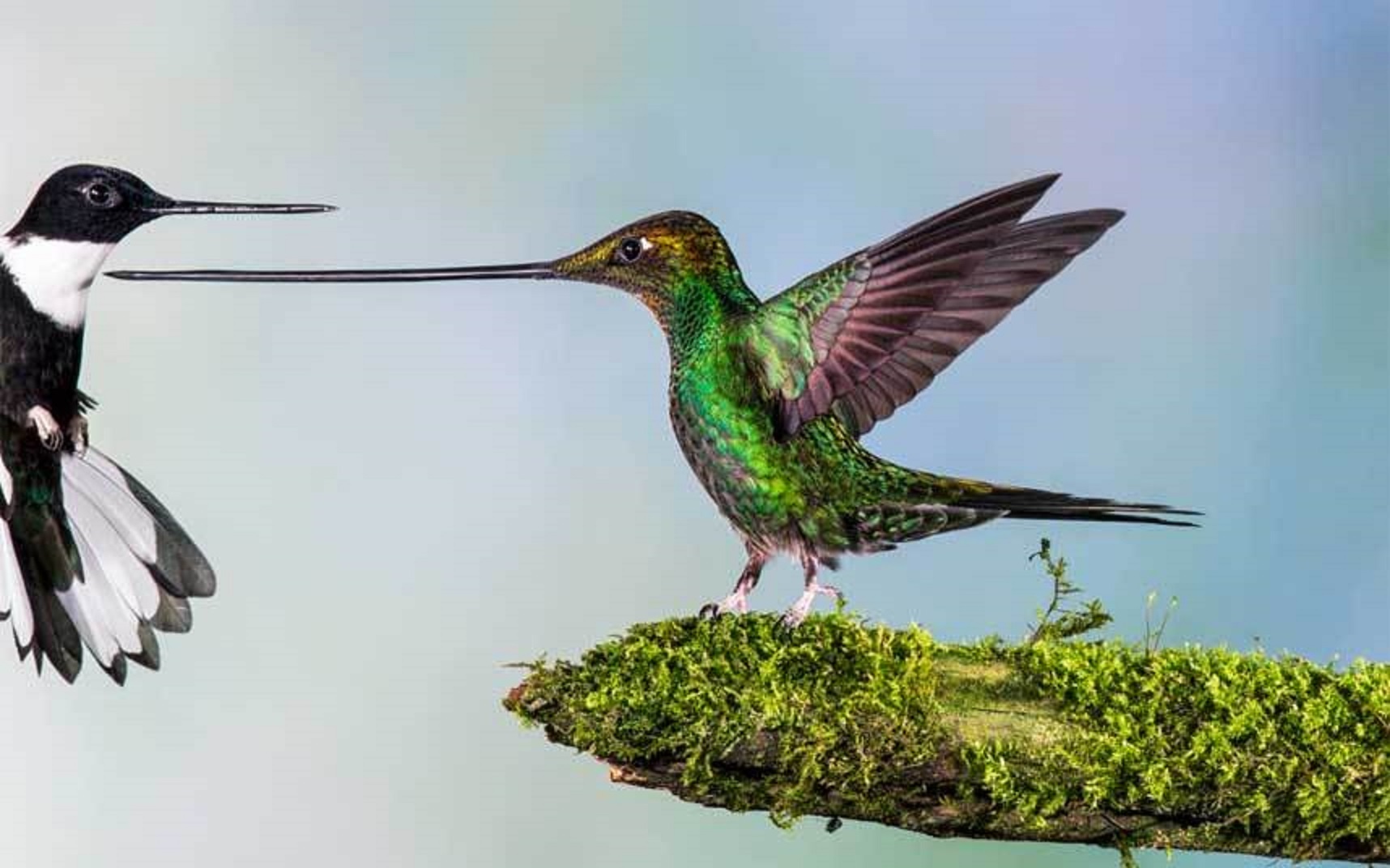 Trong chuyến đi tới Ecuador, Jan van der Greef tập trung sự chú ý đến những con chim ruồi, loài chim có mỏ dài hơn cơ thể, trừ đuôi. Chiếc mỏ dài giúp chúng lấy mật từ những bông hoa hình ống dài. Greef bắt gặp một chú chim thường kiếm ăn ở những đóa hoa loa kèn màu đỏ gần nhà trọ của cậu. Nó đập cánh với tần suất 60 lần/s và sử dụng cái mỏ siêu dài để xua đuổi kẻ thù. Jan van der Greef sử dụng chế độ chụp liên tục để ghi lại khoảng khắc đầy màu sắc.