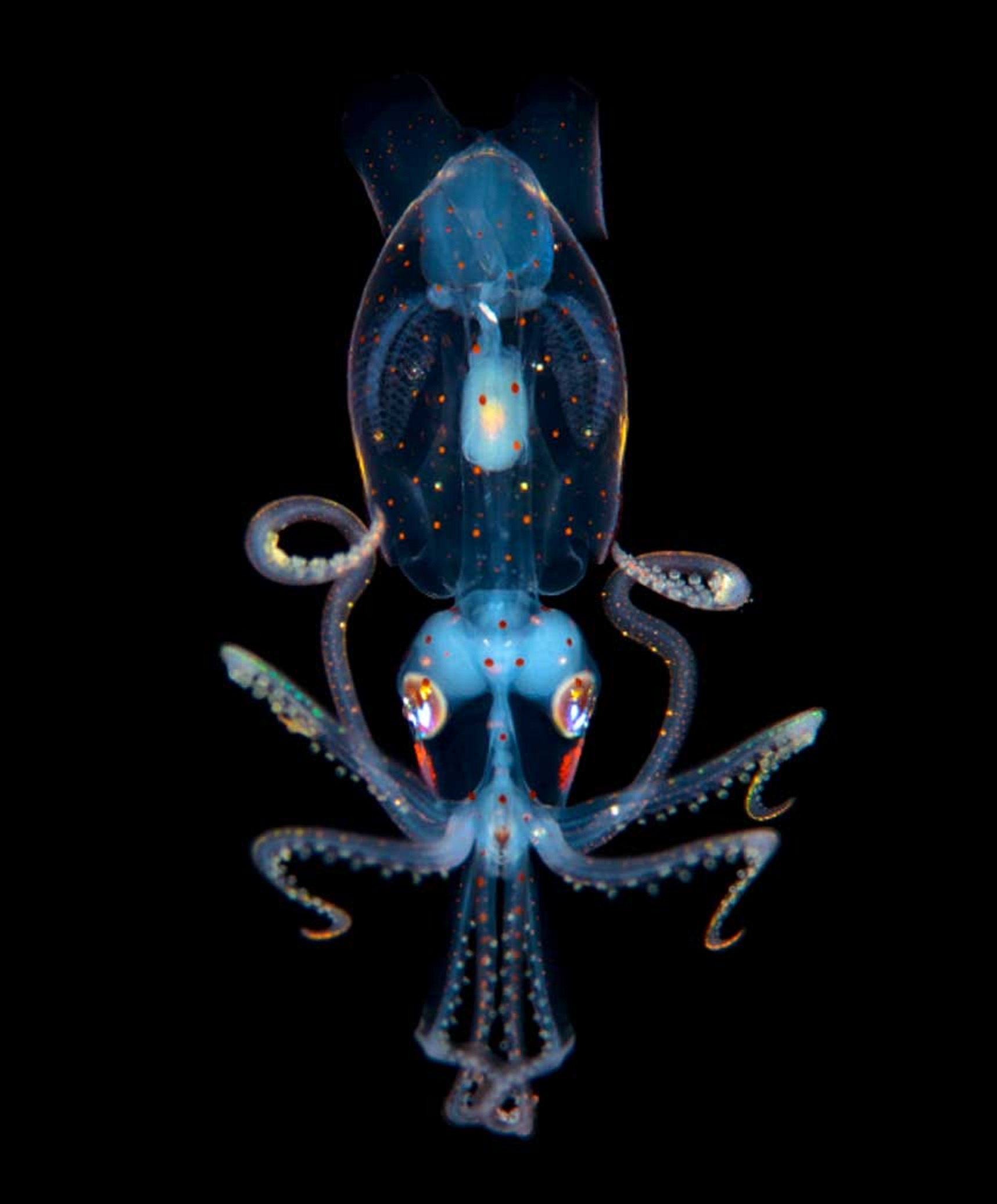 Thông thường, các nhiếp ảnh gia thường bắt các động vật phù du rồi chụp chúng. Tuy nhiên, Fabien Michenet lại hứng thú với vẻ đẹp từ hoạt động sống của những con vật bé nhỏ. Vào ban đêm, Michenet lặn xuống độ sâu 20 mét ngoài khơi bờ biển Tahiti và ghi lại hình ảnh con mực có chiều dài 3 cm. Các tế bào sắc tố chấm bi bao quanh cơ thể trong suốt của nó, dưới cặp mắt là cơ quan phát quang sinh học. Vì mực là loài nhạy cảm với ánh sáng, nhiếp ảnh gia phải lặng lẽ di chuyển cùng nó, tắt flash và sử dụng chế độ lấy nét tự động để ghi lại hình ảnh chú mực nhỏ trước khi nó biến mất vào biển sâu.