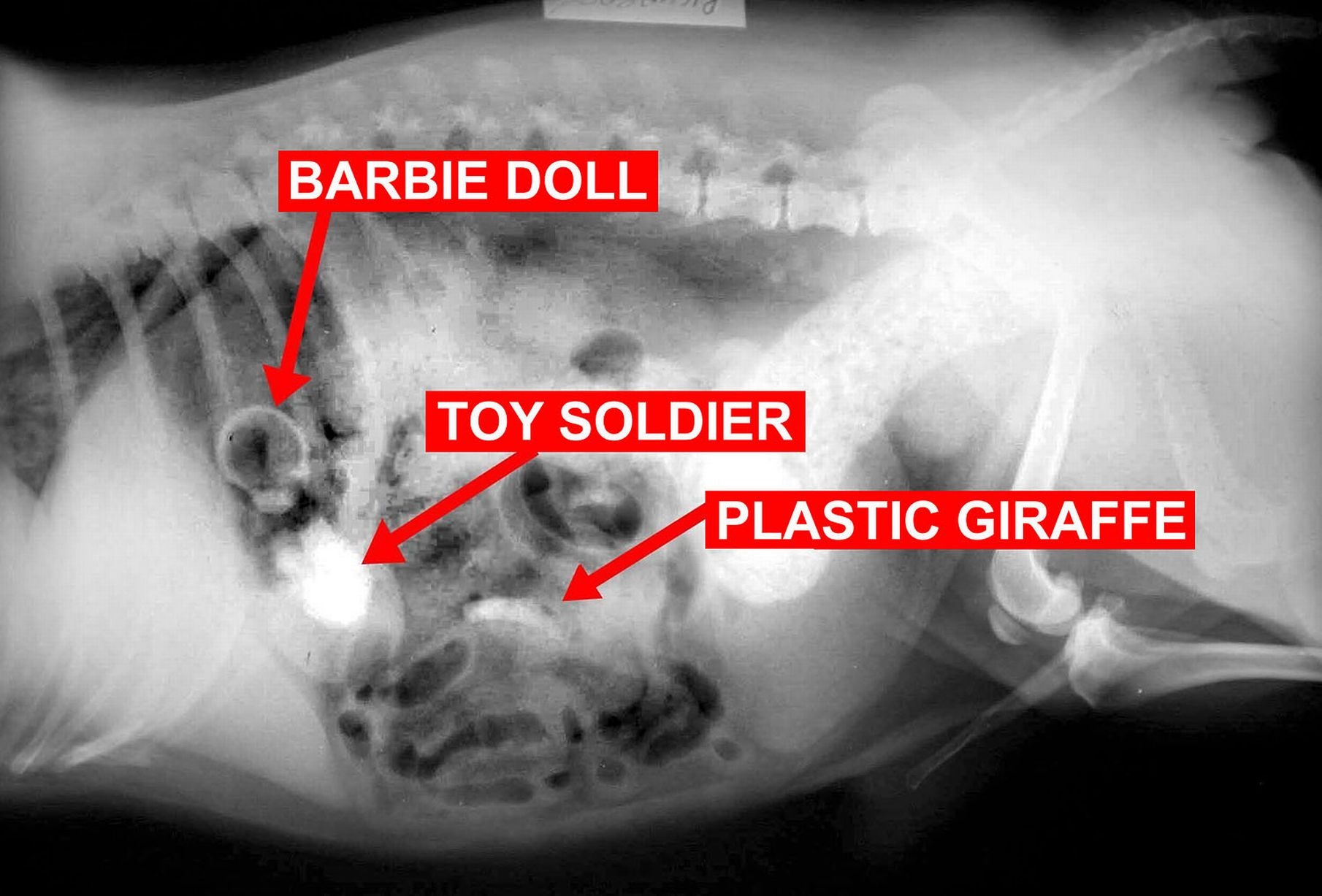 Các con búp bê mắc kẹt trong cơ thể chú chó Alec ở thị trấn Sutton, London, Anh.